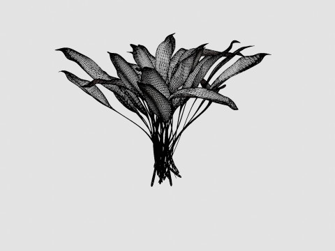 Hosta White Feather Bladlilje 3D मॉडल