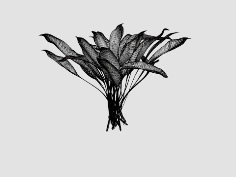 Hosta White Feather Bladlilje 3D Model