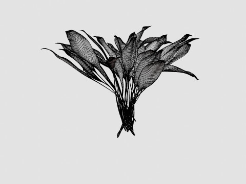 Hosta White Feather Bladlilje 3D मॉडल