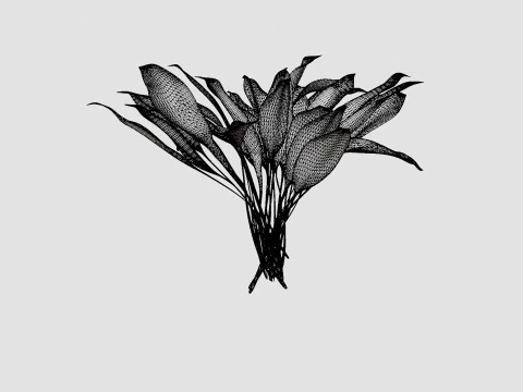Hosta White Feather Bladlilje 3D Model