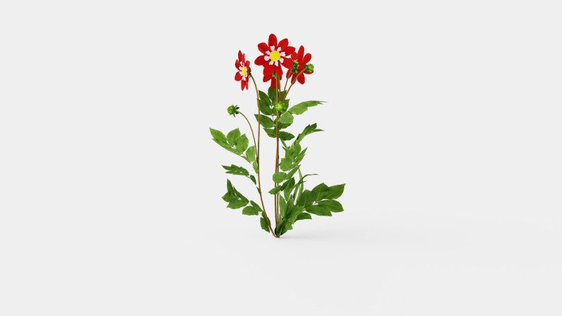 Dahlia Mary Evelyn 3D Model .c4d .max .obj .3ds .fbx .stl .blend