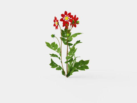 Dahlia Mary Evelyn 3D Model