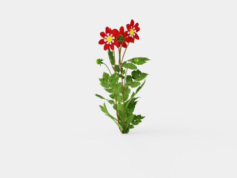 Dahlia Mary Evelyn 3D Model
