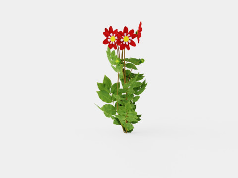 Dahlia Mary Evelyn 3D Model