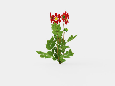 Dahlia Mary Evelyn 3D Model