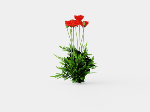 Papaver orientale Turkenlouis Orientvalmue 3D 모델