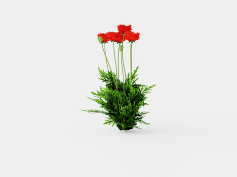 Papaver orientale Turkenlouis Orientvalmue Modèle 3D