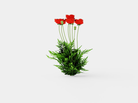 Papaver orientale Turkenlouis Orientvalmue Modèle 3D