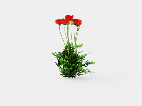 Papaver orientale Turkenlouis Orientvalmue Modèle 3D