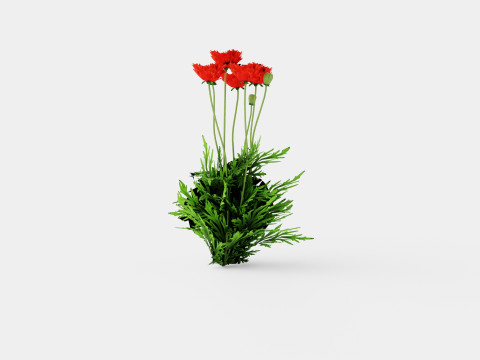 Papaver orientale Turkenlouis Orientvalmue Modèle 3D