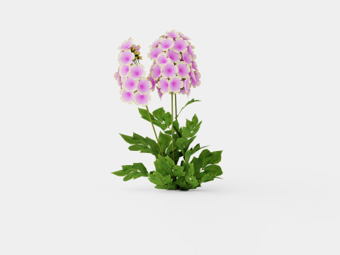 Phlox paniculata Sherbet Blend Floks 3D Модель