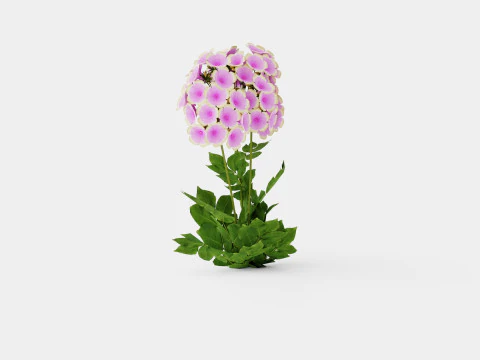 Phlox paniculata Sherbet Blend Floks 3D Model