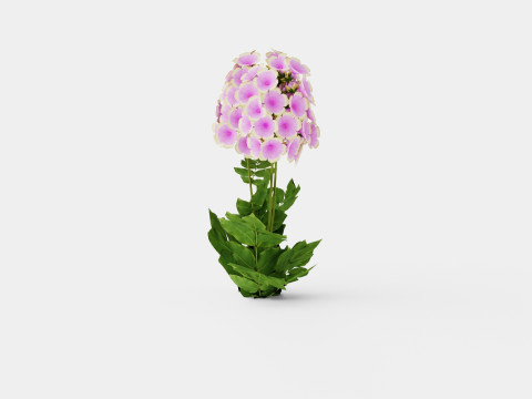 Phlox paniculata Sherbet Blend Floks Modelo 3D
