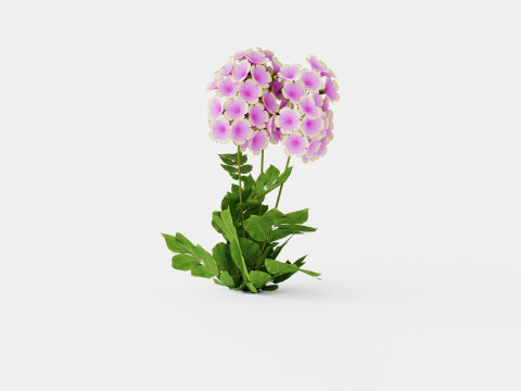 Phlox paniculata Sherbet Blend Floks Modelo 3D