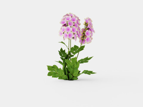 Phlox paniculata Sherbet Blend Floks Modelo 3D