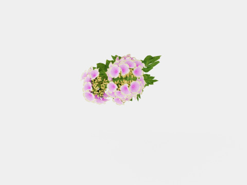 Phlox paniculata Sherbet Blend Floks Modelo 3D