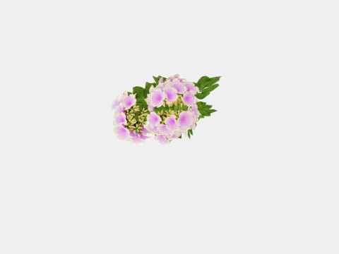 Phlox paniculata Sherbet Blend Floks 3D Model