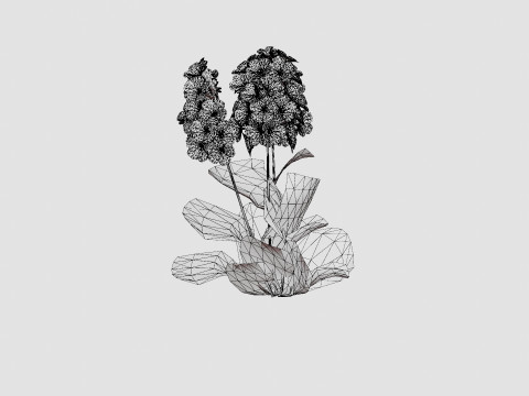 Phlox paniculata Sherbet Blend Floks Modelo 3D