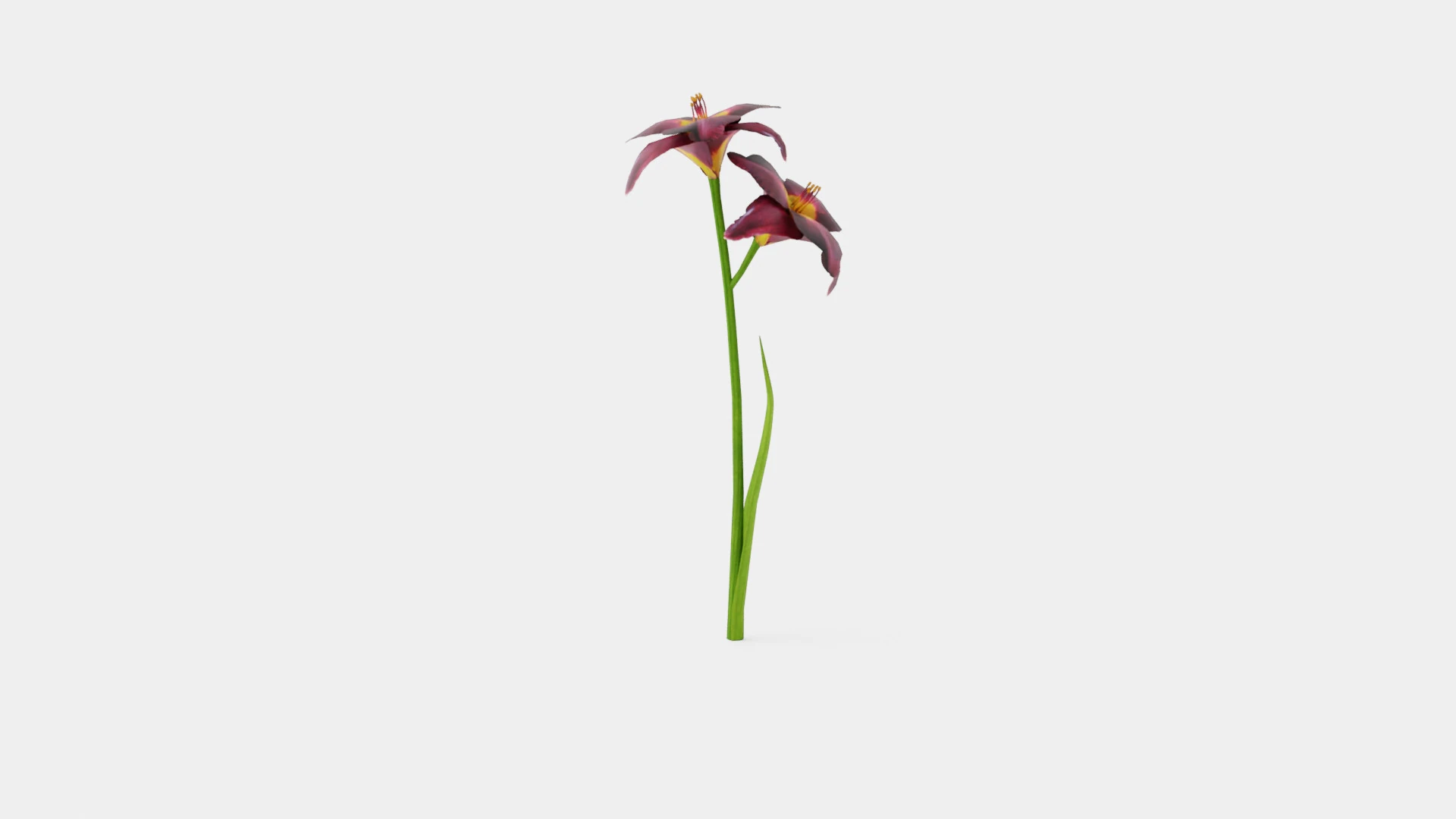 Hemerocallis Bogeyman Daylily 3D Model .c4d .max .obj .3ds .fbx .stl .blend