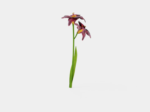 Hemerocallis Bogeyman Daylily 3D Model