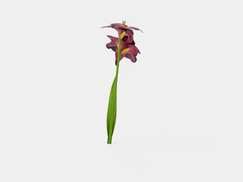 Hemerocallis Bogeyman Daylily 3D Model