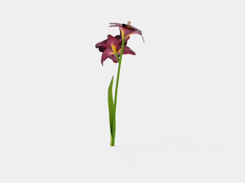 Hemerocallis Bogeyman Daylily 3D Model