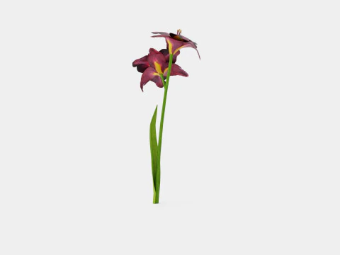 Hemerocallis Bogeyman Daylily 3D Model