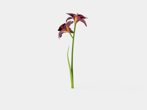 Hemerocallis Bogeyman Daylily 3D Model