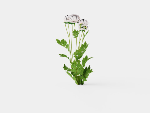 Paeonia lactiflora Duchesse De Nemours Pion or Peon 3D Model