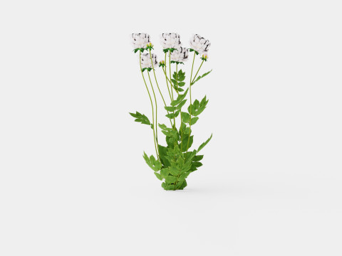 Paeonia lactiflora Duchesse De Nemours Pion or Peon Modelo 3D