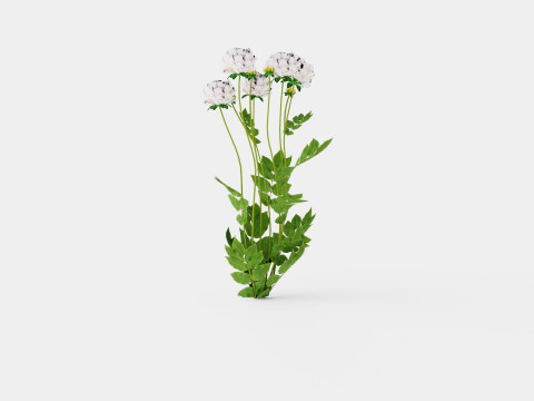 Paeonia lactiflora Duchesse De Nemours Pion or Peon Modelo 3D