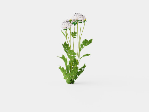 Paeonia lactiflora Duchesse De Nemours Pion or Peon Modelo 3D