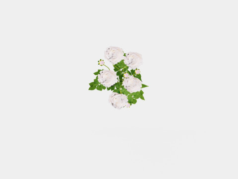 Paeonia lactiflora Duchesse De Nemours Pion or Peon Modelo 3D