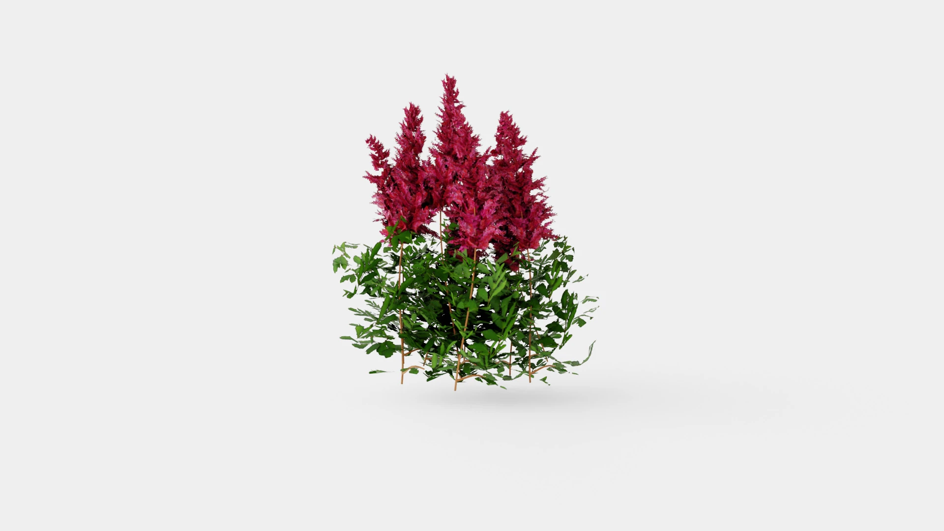 Astilbe x arendsii Spinell Arendsspir 3D Model .c4d .max .obj .3ds .fbx .stl .blend 