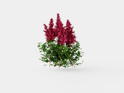 Astilbe x arendsii Spinell Arendsspir 3D Model