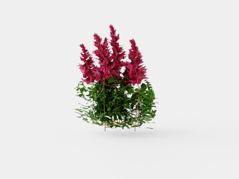 Astilbe x arendsii Spinell Arendsspir Model 3D