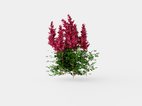 Astilbe x arendsii Spinell Arendsspir Model 3D