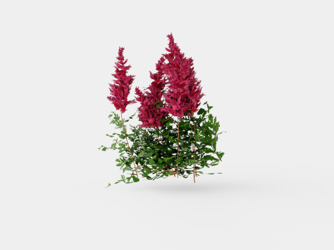 Astilbe x arendsii Spinell Arendsspir Model 3D