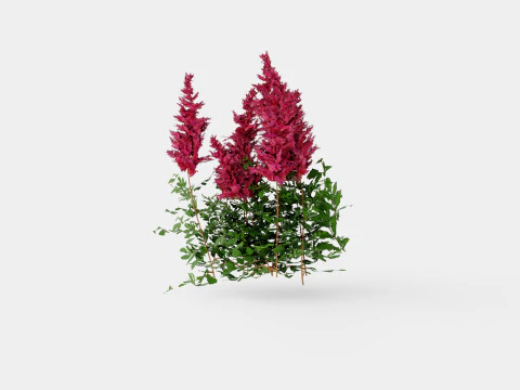 Astilbe x arendsii Spinell Arendsspir 3D Model