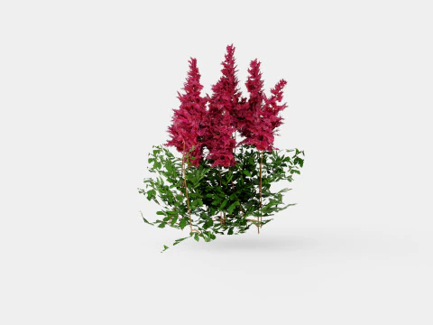Astilbe x arendsii Spinell Arendsspir 3D Model