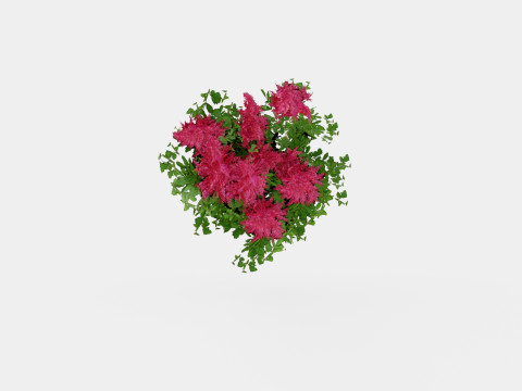 Astilbe x arendsii Spinell Arendsspir Model 3D