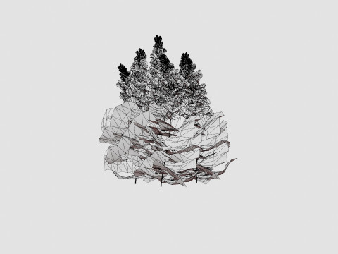 Astilbe x arendsii Spinell Arendsspir Model 3D
