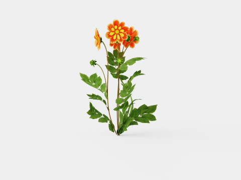 Dahlia Pooh 3Dモデル