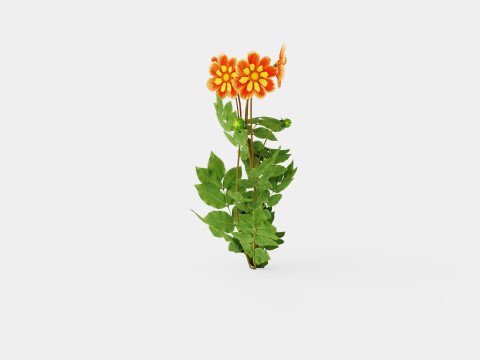 Dahlia Pooh 3Dモデル