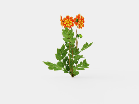 Dahlia Pooh 3Dモデル
