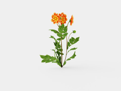 Dahlia Pooh 3Dモデル