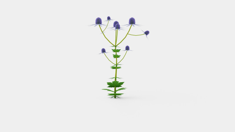 Eryngium alpinum Alpine Sea Holly Modelo 3D .c4d .max .obj .3ds .fbx .stl .blend