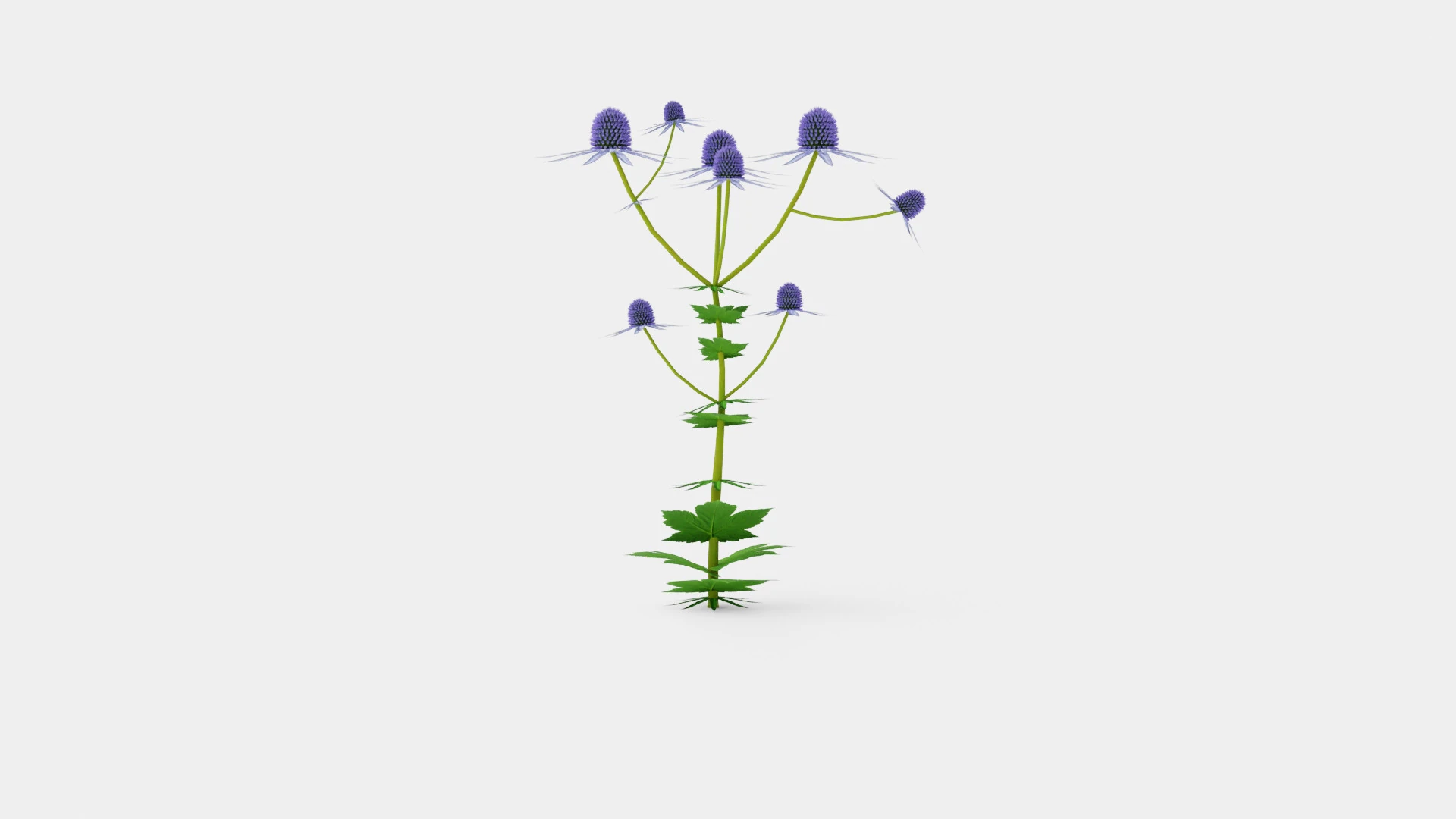 Eryngium alpinum Alpine Sea Holly 3D Model .c4d .max .obj .3ds .fbx .stl .blend 