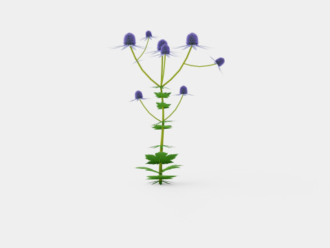 Eryngium alpinum Alpine Sea Holly Modelo 3D