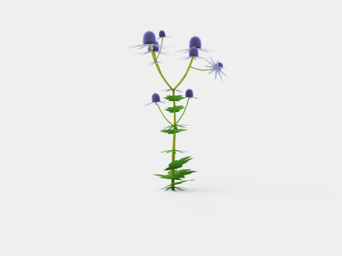 Eryngium alpinum Alpine Sea Holly 3D Model
